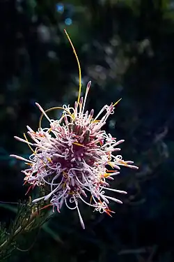 Isopogon asper
