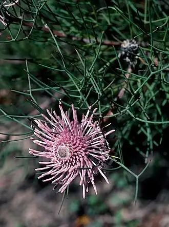 Isopogon divergens в Австралийском национальном ботаническом саду (Канберра)