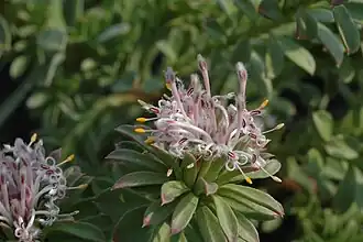 I. spathulatus в Австралийском национальном ботаническом саду (Канберра)