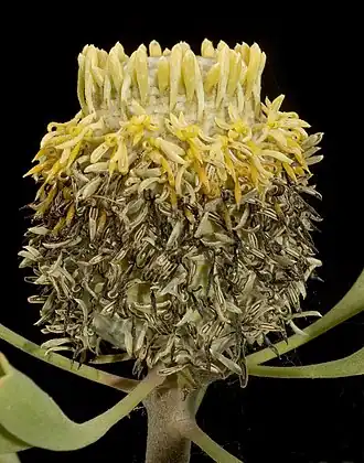 Соцветие I. tridens