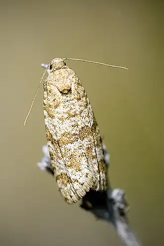 Isotrias stramentana