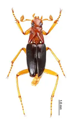 Ivieolus brooksi