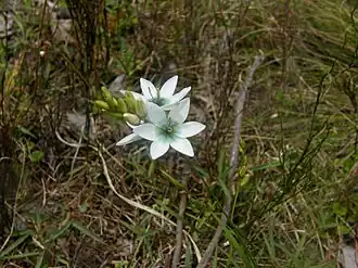 Иксия многоколосковая (Ixia polystachya)