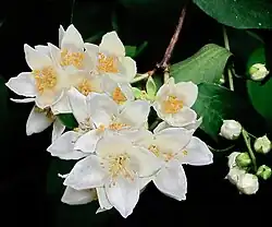 Цветущий куст