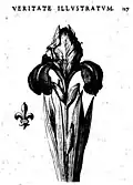 Lilium Francicum (Французская лилия). Иллюстрация из «Lilium Francicum, veritate historica, botanica et heraldica illustratum», 1658