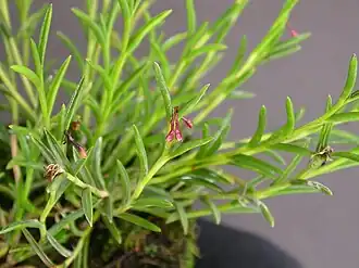 Jacquiniella globosa типовой вид рода