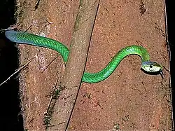 Мамба Джеймсона