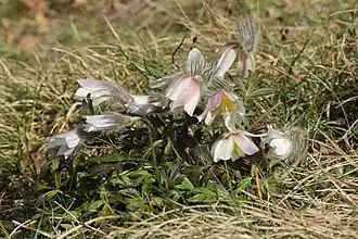 Общий вид растения, Чехия