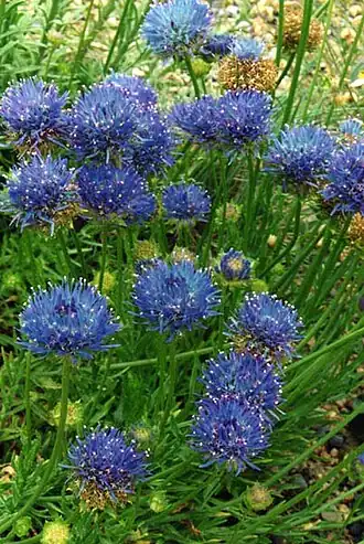 Букашник многолетний