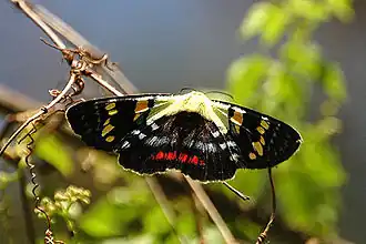 Agarista agricola(Agaristinae)