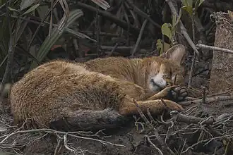 Спящее животное