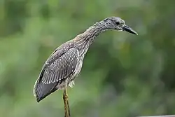 Молодая птица