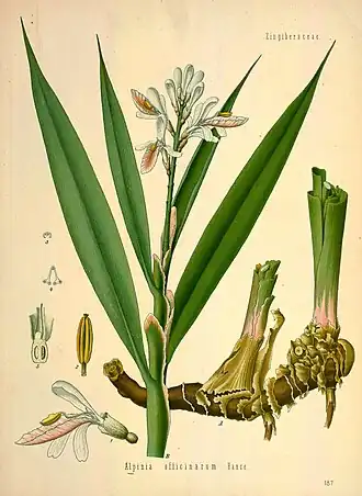 Калган лекарственный. Ботаническая иллюстрация из книги Köhler’s Medizinal-Pflanzen, 1887