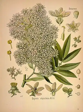 Ботаническая иллюстрация из книги Köhler’s Medizinal-Pflanzen, 1887