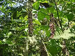 В саду Индии.