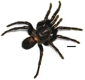 Самка паука Kankuamo marquezi