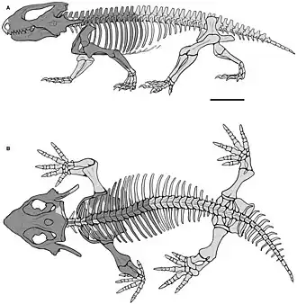 Скелет Kapes bentoni