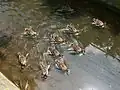 Утята растут в городском водоёме