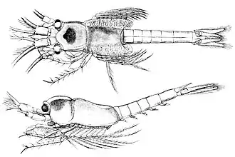 Katerythrops oceanae