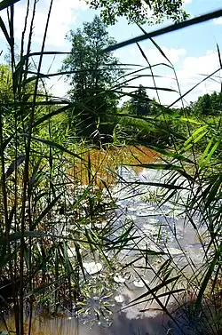 Котра в деревне Погоренда[пол.], Литва