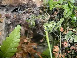 Amaurobius sp. в ловчей сети