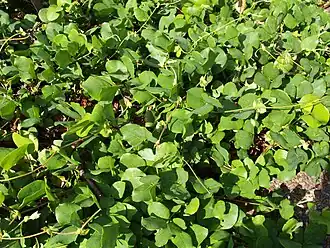 Кеннедия крупнолистная в Австралийском национальном ботаническом саду