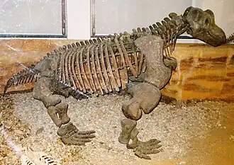 Скелет Keratocephalus moloch