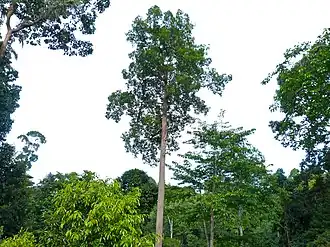Dipterocarpus caudiferus в Малайзии