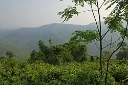 Вечнозеленый лес на склонах гор