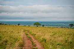 Грунтовая дорога, идущая через саванну