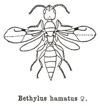 Bethylus