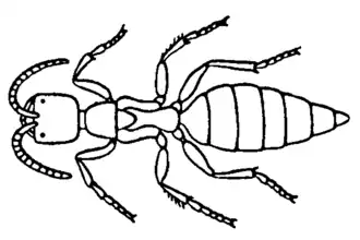Pristocera depressa, самка
