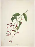 Ripogonum scandens