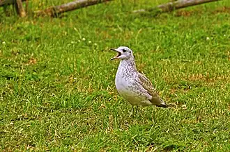 Слёток чайки