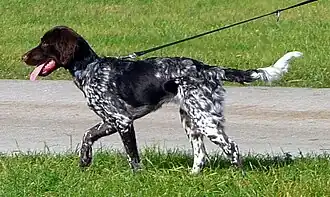 Малый мюнстерлендер