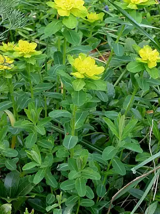 Общий вид растения