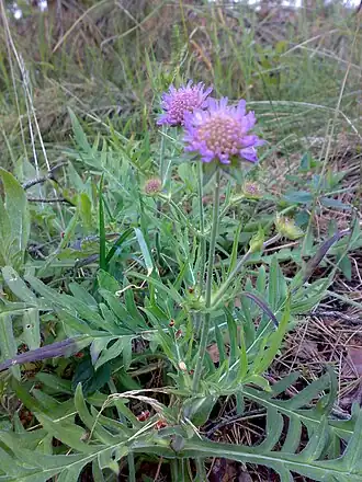 Короставник полевой (Scabiosa arvensis)