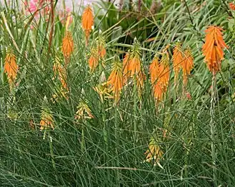 Книпхофия трёхгранная