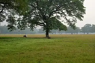 Майдан, Калькутта