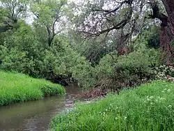 Река Колочь в районе моста у деревни Бородино (на запад), 2012-06-10.