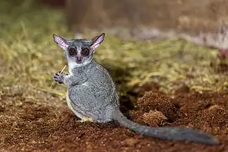 Сенегальский галаго (Galago senegalensis)
