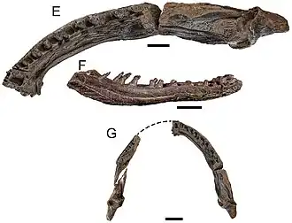 Голотип NMV P186213, неполная нижняя челюсть
