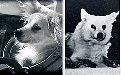 Козявка и Альбина