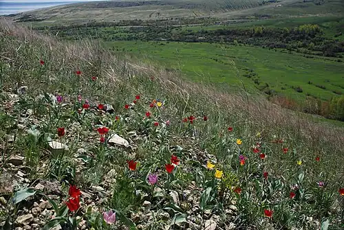 Щербаковский — тюльпаны Геснера в Кривцовской балке