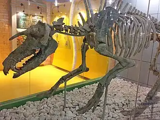 Скелет кубанохоеруса в Музее естественной истории Пекина