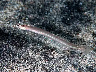 Синещёкий пескожил (Trichonotus filamentosus)