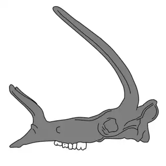 Череп Kyptoceras amatorum