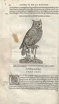 Мохноногий сыч