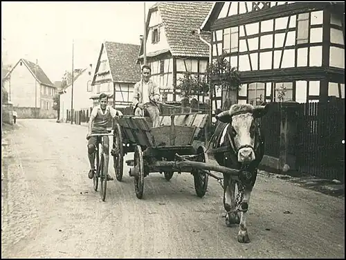 Эра гужевого транспорта: корова запряжена в телегу