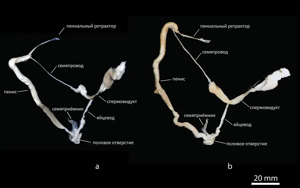 Половая система Limax pseudocinereoniger (a) и Limax cinereoniger (b)